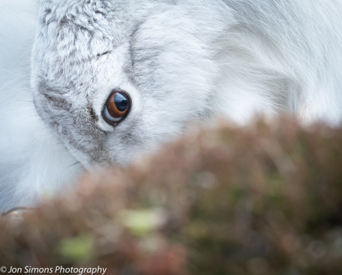 Mountain hare portrait