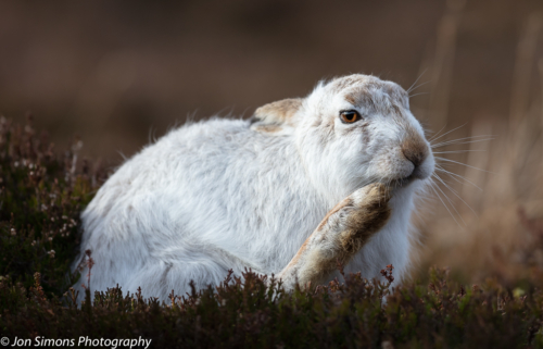 Mountain hare, Cairngorms